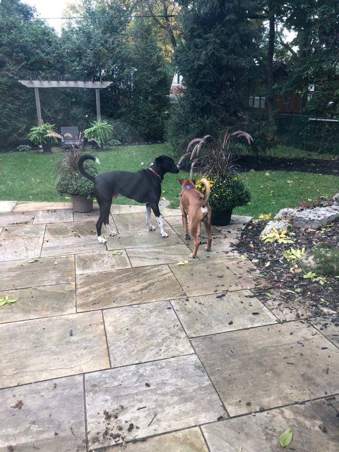 53F7A803-84F2-4BD1-9318-AC60BB9FAEEA